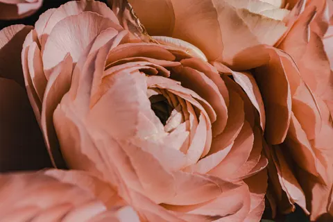 Peony 4K Wallpaper · flowers · 3840×2560