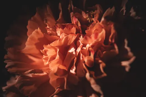Peony 4K Wallpaper · flowers · 3840×2560