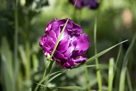 Peony 4K Wallpaper · flowers · 3840×2560