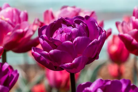 Peony 4K Wallpaper · flowers · 3840×2560
