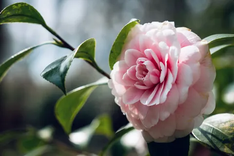 Peony 4K Wallpaper · flowers · 3840×2561