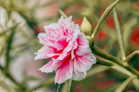Peony 4K Wallpaper · flowers · 3840×2560