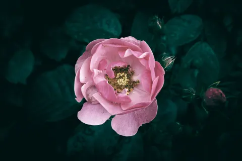 Peony 4K Wallpaper · flowers · 3840×2560
