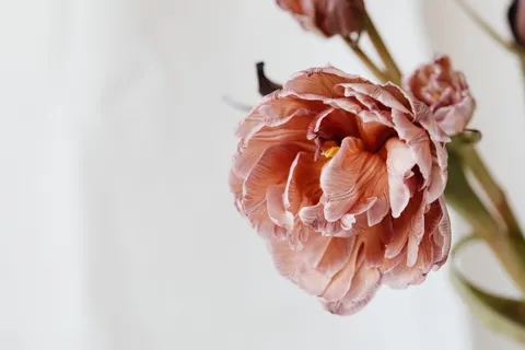 Peony 4K Wallpaper · flowers · 3840×2560