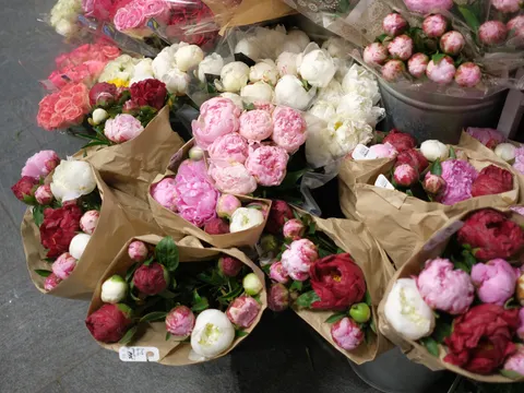 Peony 4K Wallpaper · flowers · 3840×2882