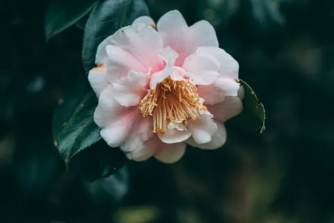Peony 4K Wallpaper · flowers · 3840×2563
