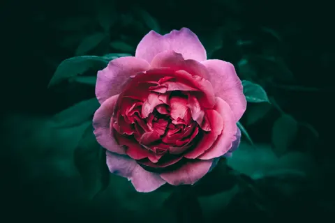 Peony 4K Wallpaper · flowers · 3840×2560