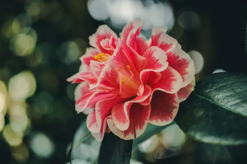 Peony 4K Wallpaper · flowers · 3840×2560