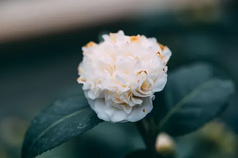 Peony 4K Wallpaper · flowers · 3840×2563