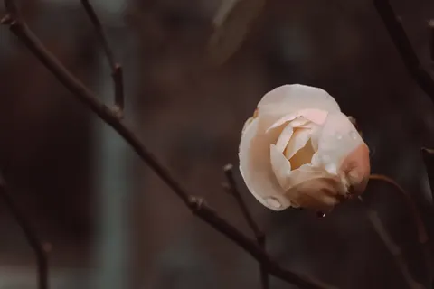 Peony 4K Wallpaper · flowers · 3840×2560