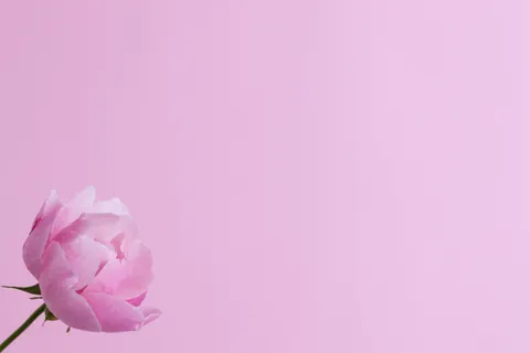 Peony 4K Wallpaper · flowers · 3840×2560