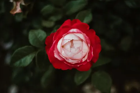 Peony 4K Wallpaper · flowers · 3840×2560