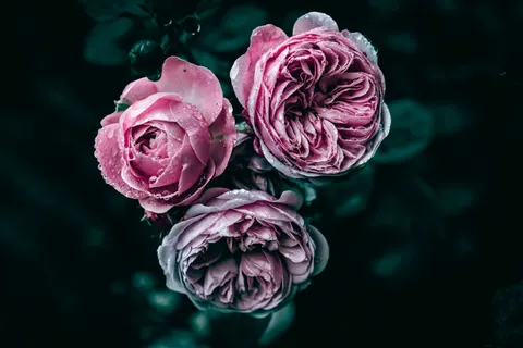 Peony 4K Wallpaper · flowers · 3840×2560