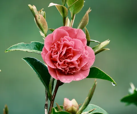 Peony 4K Wallpaper · flowers · 3840×3218