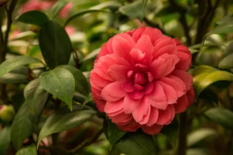 والپیپر گل صدتومانی با کیفیت 4K · flowers · 3840×2560