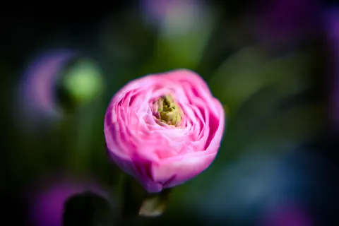 Peony 4K Wallpaper · flowers · 3840×2560