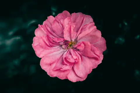 Peony 4K Wallpaper · flowers · 3840×2560