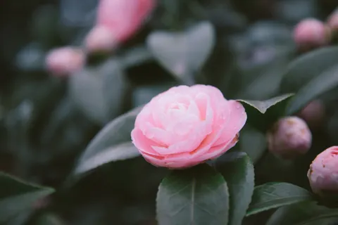 Peony 4K Wallpaper · flowers · 3840×2560