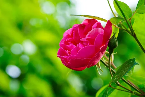 Peony 4K Wallpaper · flowers · 3840×2560