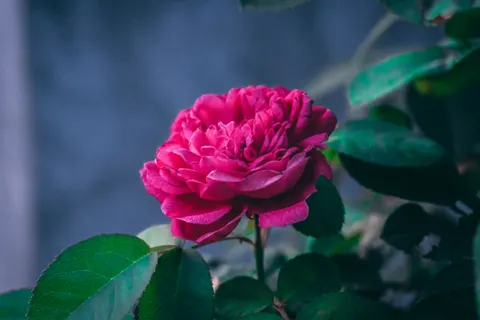 Peony 4K Wallpaper · flowers · 3840×2560