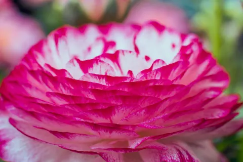Peony 4K Wallpaper · flowers · 3840×2560