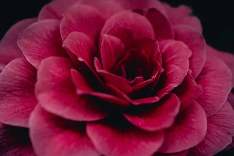 Peony 4K Wallpaper · flowers · 3840×2560