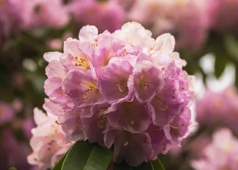 Peony 4K Wallpaper · flowers · 3840×2743