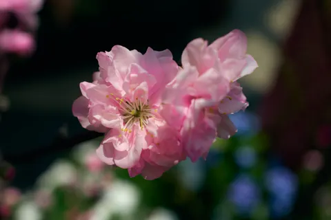 Peony 4K Wallpaper · flowers · 3840×2556