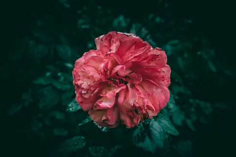 Peony 4K Wallpaper · flowers · 3840×2560