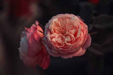 Fond d'écran Pivoine 4K · flowers · 3840×2560