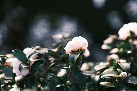 Peony 4K Wallpaper · flowers · 3840×2560