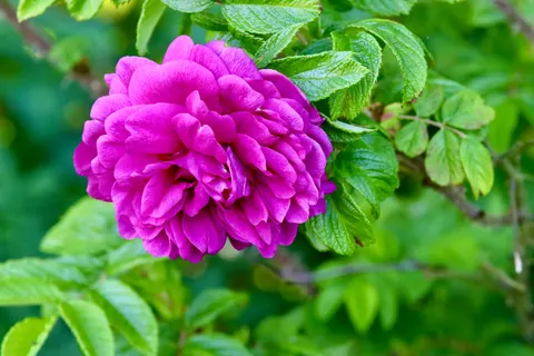 Peony 4K Wallpaper · flowers · 3840×2560