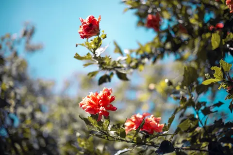 Fond d'écran Pivoine 4K · flowers · 3840×2563