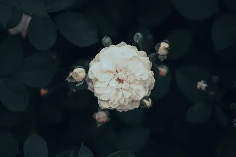 Peony 4K Wallpaper · flowers · 3840×2555