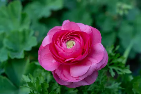 Peony 4K Wallpaper · flowers · 3840×2560