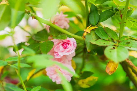Peony 4K Wallpaper · flowers · 3840×2560