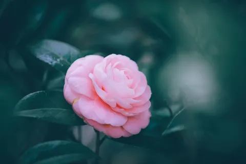 Hình nền Hoa mẫu đơn 4K · flowers · 3840×2560