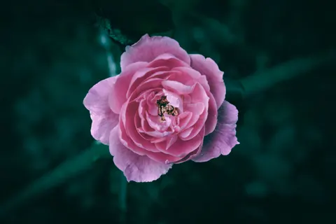Peony 4K Wallpaper · flowers · 3840×2560