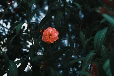 Peony 4K Wallpaper · flowers · 3840×2560