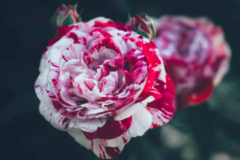 Peony 4K Wallpaper · flowers · 3840×2560