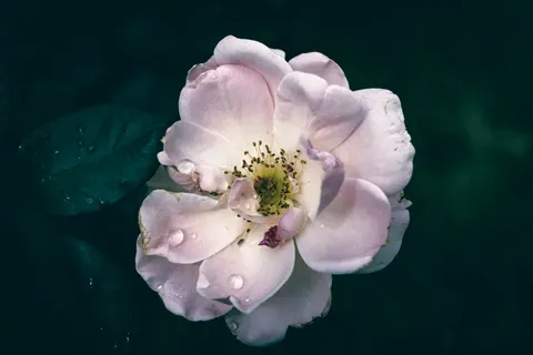 Tapeta Piwonia 4K · flowers · 3840×2560