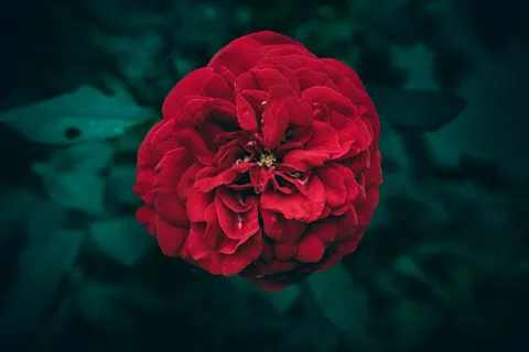 Peony 4K Wallpaper · flowers · 3840×2560