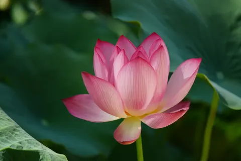 Lotus 4K Wallpaper · flowers · 3840×2560