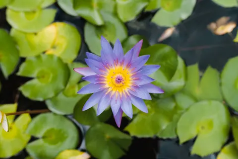 Lotus 4K Wallpaper · flowers · 3840×2560