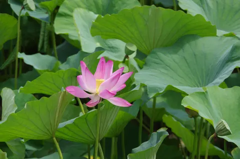 Lotus 4K Wallpaper · flowers · 3840×2553