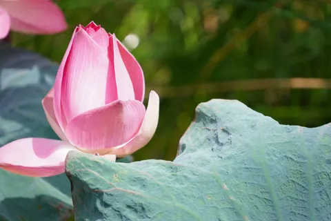 Lotus 4K Wallpaper · flowers · 3840×2560