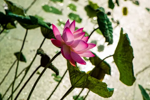 Lotus 4K Wallpaper · flowers · 3840×2563