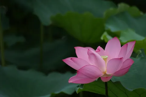 Lotus 4K Wallpaper · flowers · 3840×2560