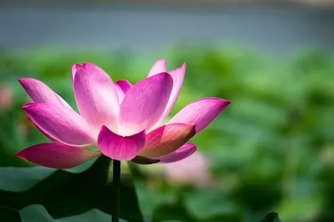 Lotus 4K Wallpaper · flowers · 3840×2560