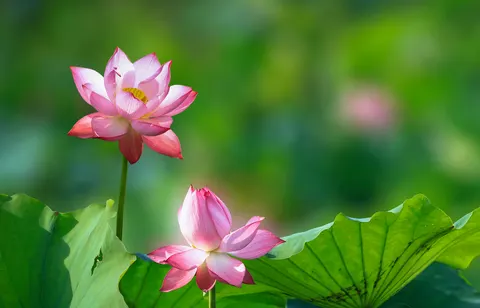 Lotus 4K Wallpaper · flowers · 3840×2461
